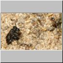 Miscophus ater - Grabwespe 001e 5mm - Paarung mit Spinne und Trabantenfliege - OS-Wallenhorst-Sandgrube-det.jpg